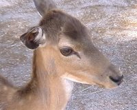 deer