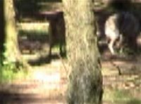 baby wolf